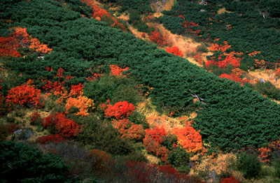 紅葉の御嶽山