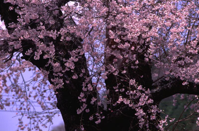 大泉寺の桜