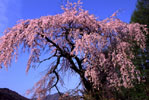 奈良井川の桜